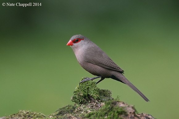 Common Waxbill - Wilderness, South Africa