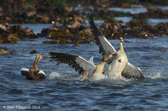 Egyptian Geese fighting - Cape of Good Hope, South Africa