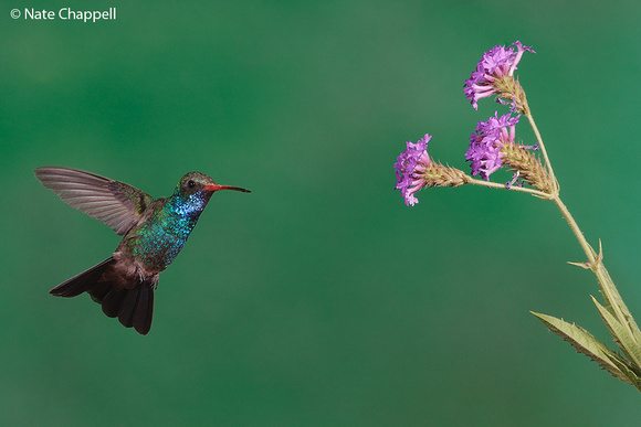 Broad-billed Hummingbird - Amado, AZ