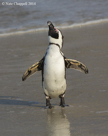 African Penguin - Cape Town, South Africa