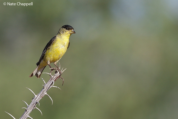 Lesser Goldfinch, male - Amado, AZ