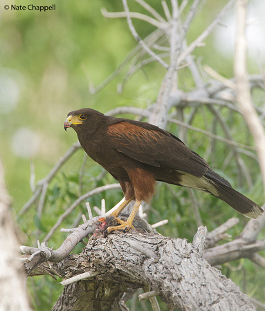 Harris's Hawk with Squirrel - Tucson, AZ