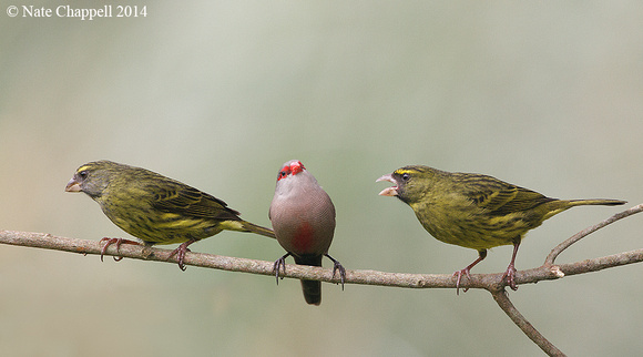 Forest Canaries and Common Waxbill - Wilderness, South Africa