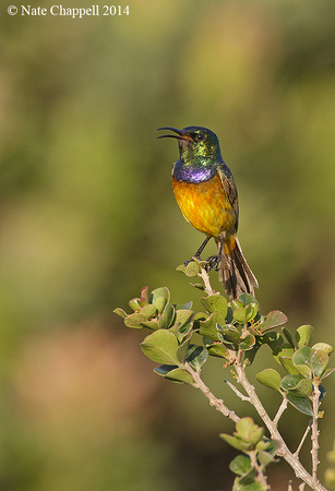 Orange-breasted Sunbird - Cape of Good Hope, South Africa