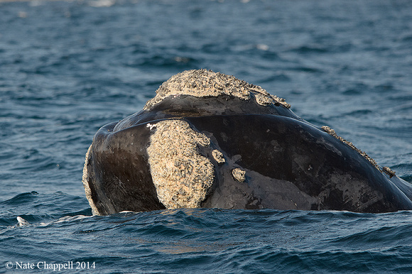 Southern Right Whale - False Bay, South Africa