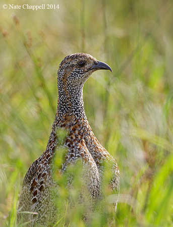Grey-winged Francolin - West Coast National Park, South Africa