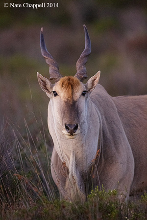 Eland - West Coast National Park, South Africa