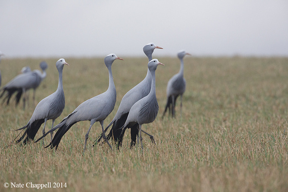 Blue Cranes - Overburg, South Africa
