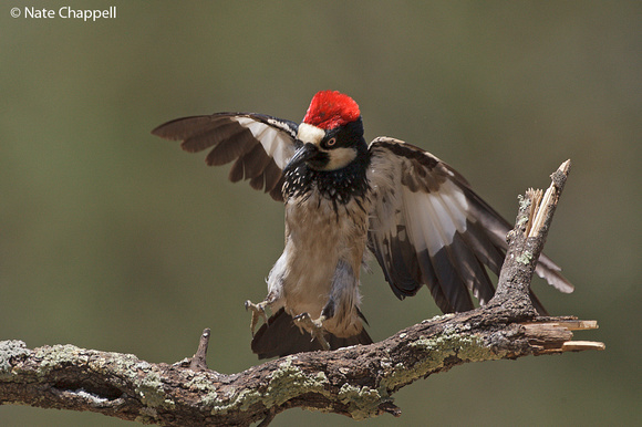 Acorn Woodpecker - Madera Canyon, AZ