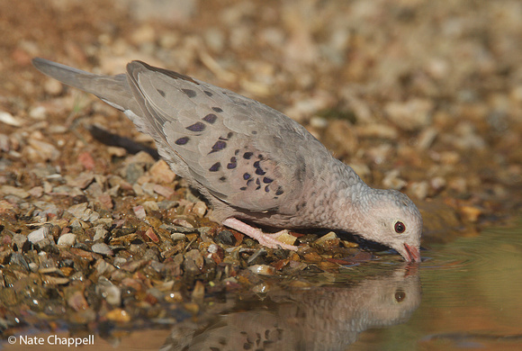 Common Ground Dove - Amado, AZ