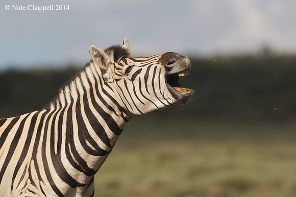 Burchell's Zebra - Addo Elephant National Park, South Africa