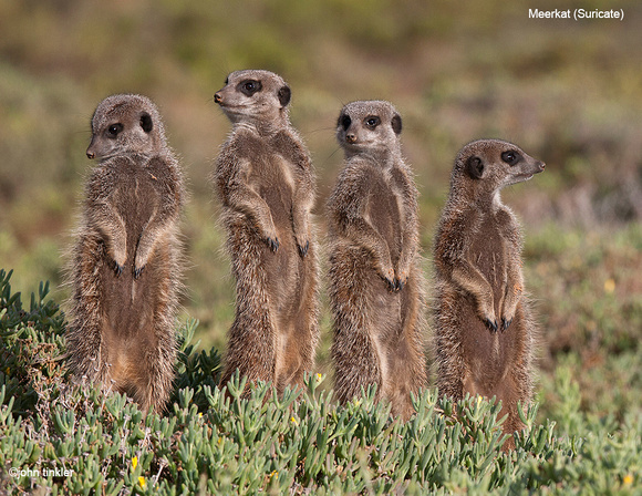 Meerkats - South Africa by John Tinkler