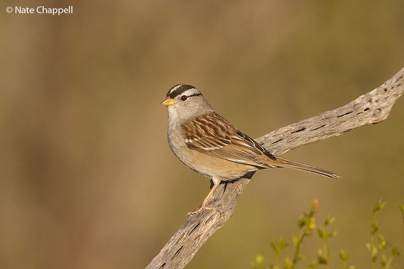 White-crowned Sparrow - Amado, AZ