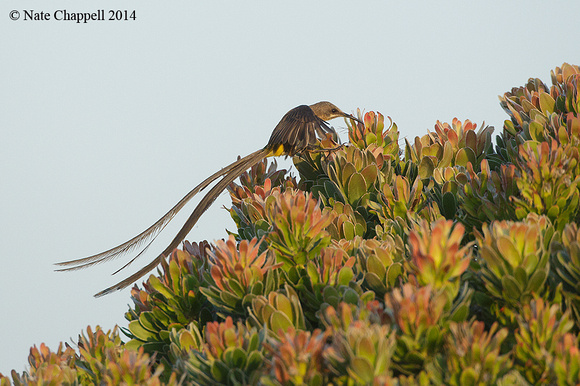 Cape Sugarbird - Cape of Good Hope Nature Reserve, South Africa