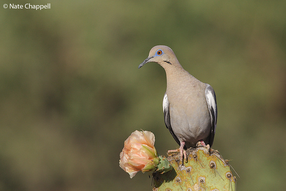 White-winged Dove - Amado, AZ