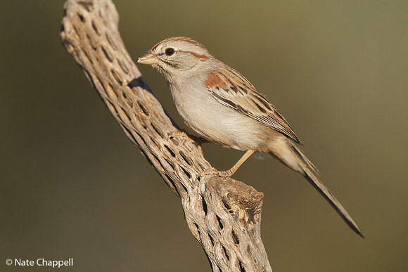 Rufous-winged Sparrow - Amado, AZ